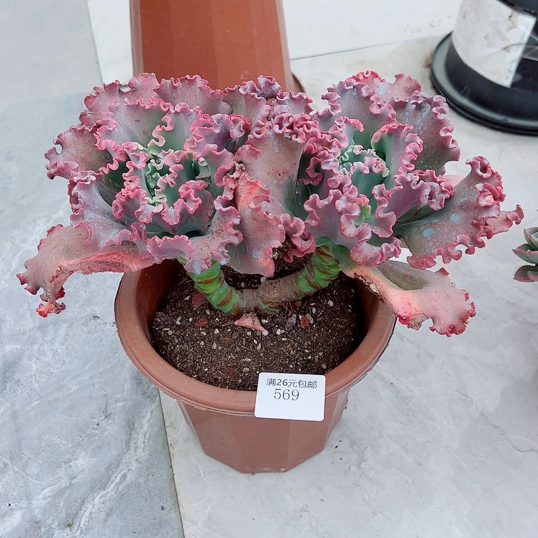 大***山569女王花笠多肉植物多肉