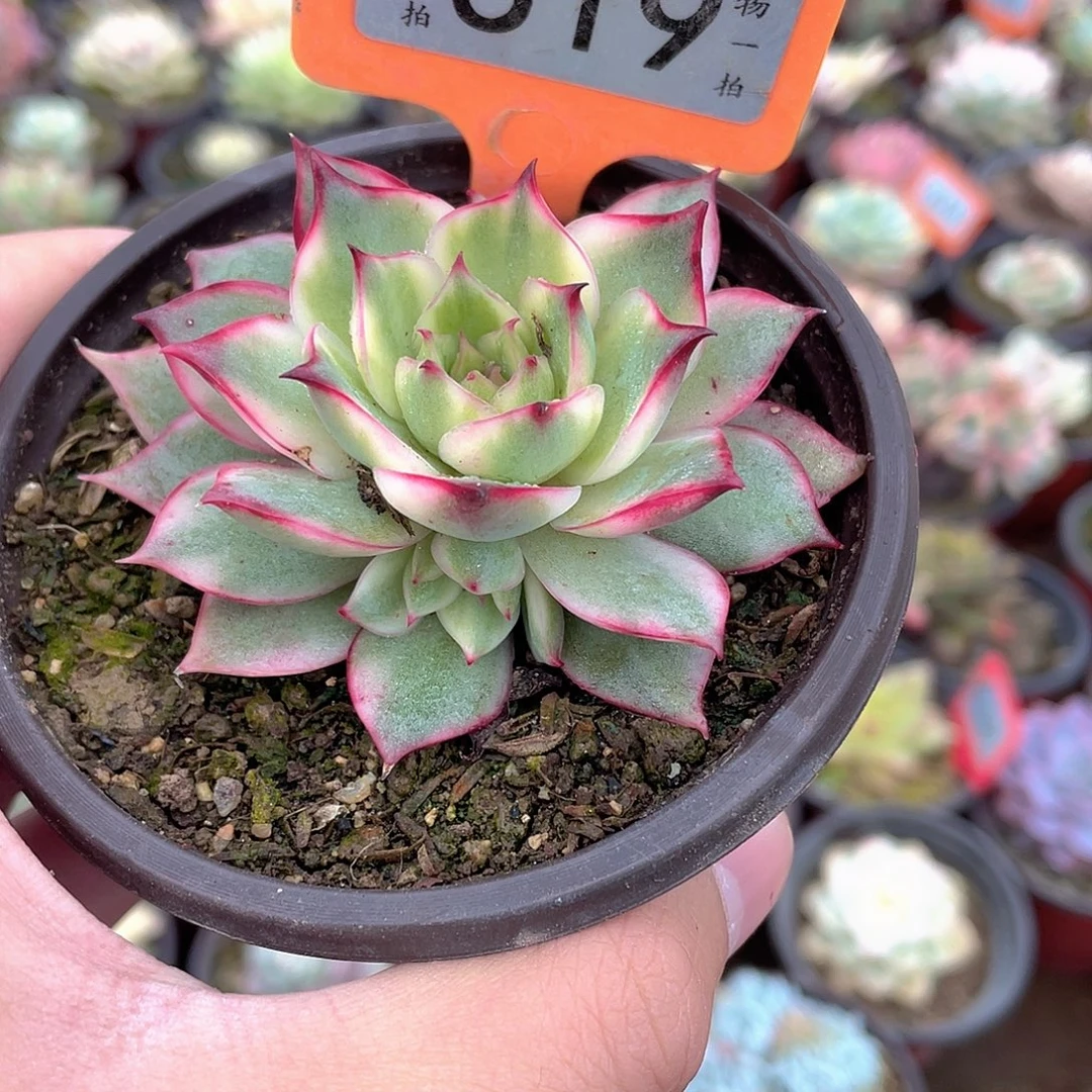 冇***喵519号多肉植物盆栽