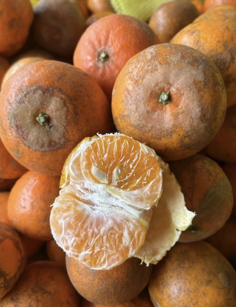 广西武鸣老树沃柑生态花皮果汁水足当季柑果橘子新鲜水果产地直发