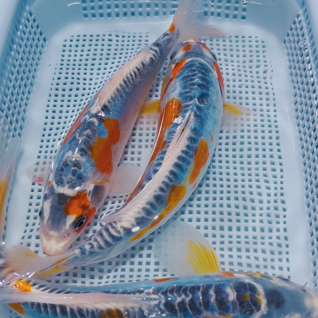 海水鱼锦鲤冷水观赏鱼