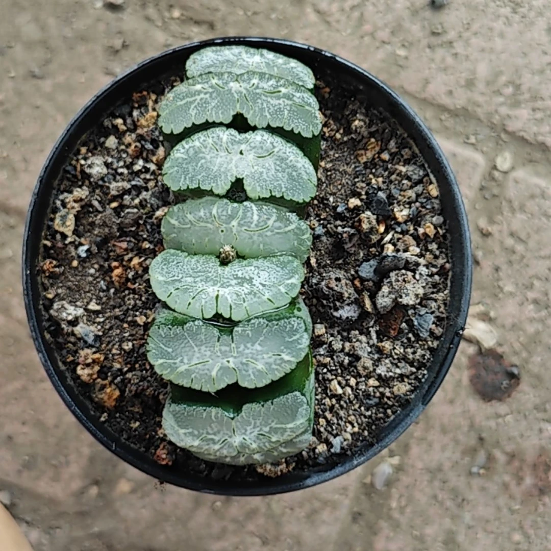 白玉窗多肉植物原盆土