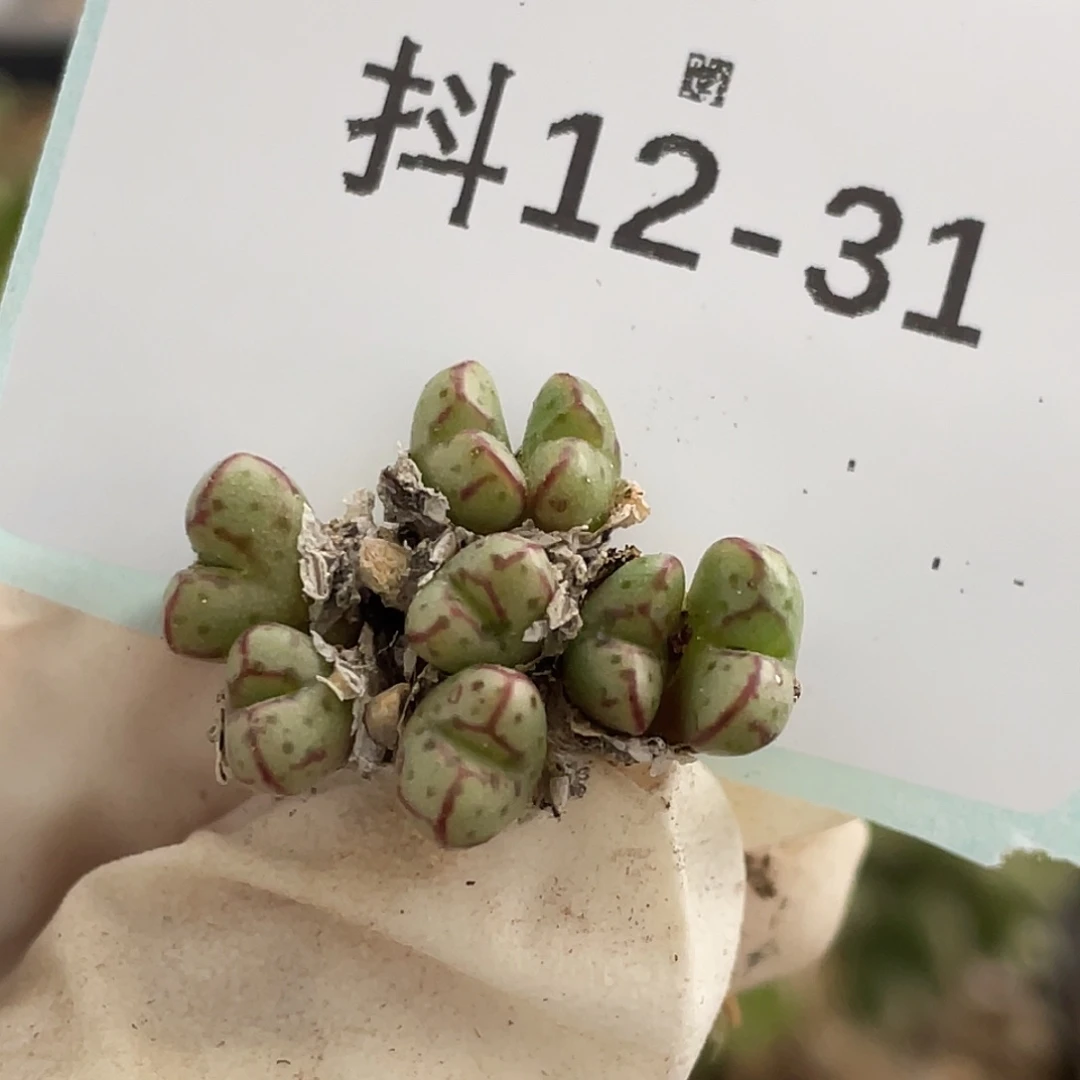 12-31小t多肉植物