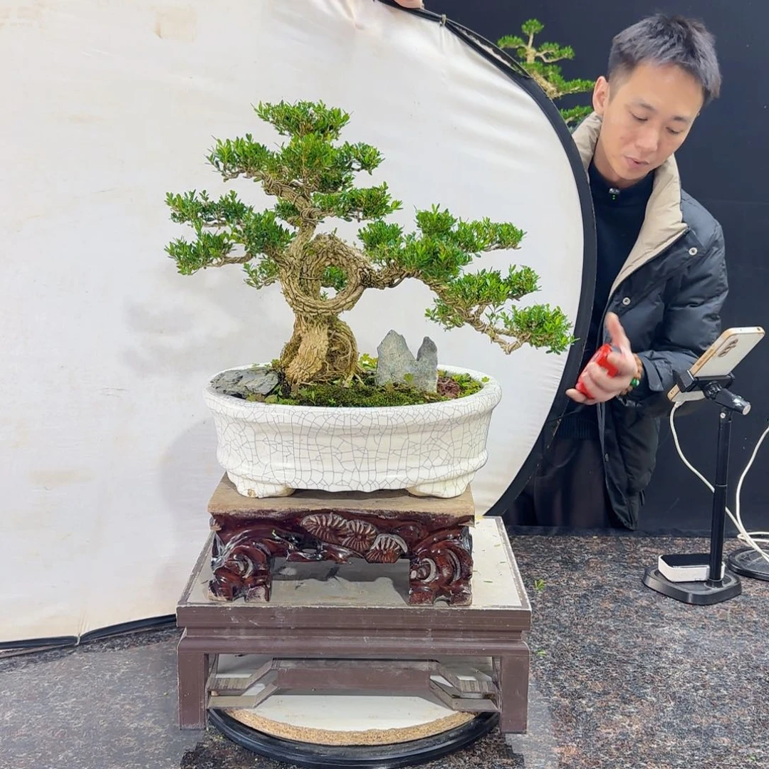 当前无花朵，栽培后可花朵高端黄杨盆景