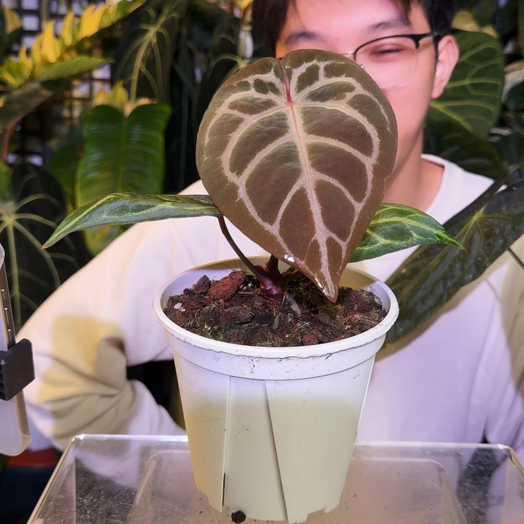 完全开放W42 红铜