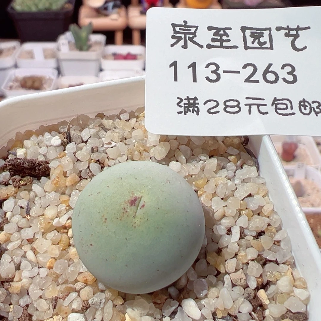 ⑅*⑅113-263.我的小可爱