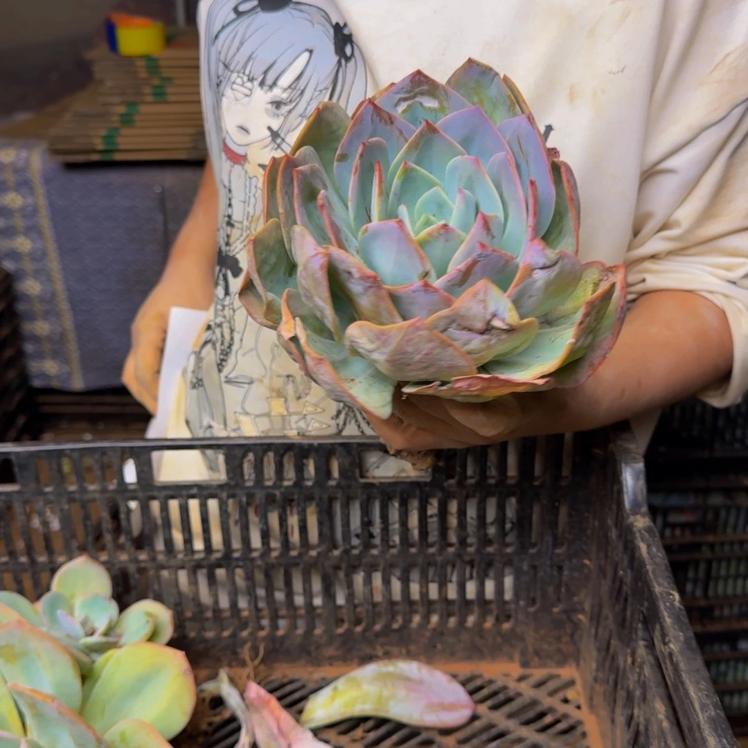 古***胡血凤 一颗 不包损61号