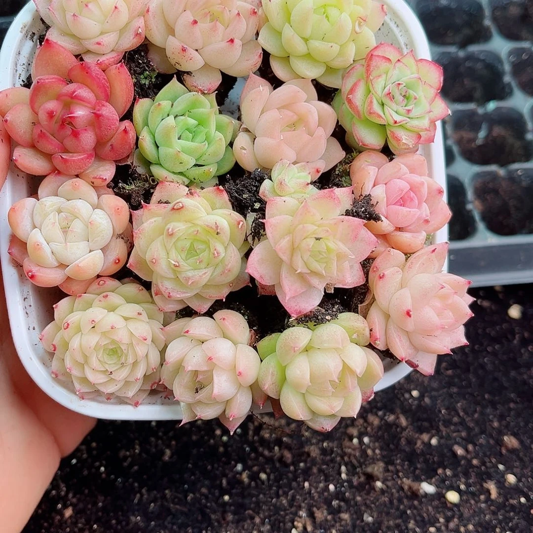 1-737 新疆西藏内蒙不发零度以下拍保温箱不拍不包损