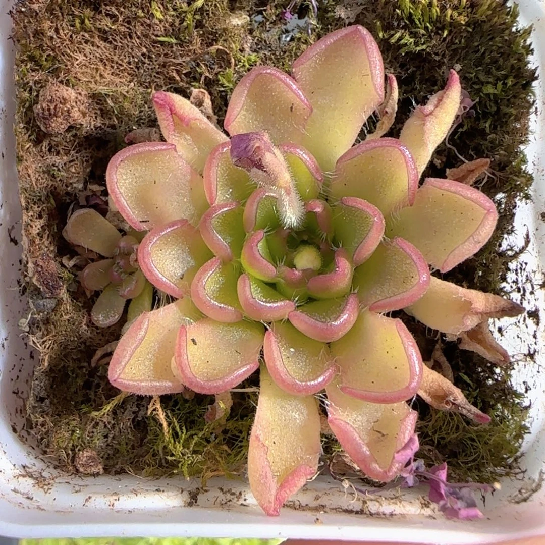 多肉0105-135近藤捕虫堇