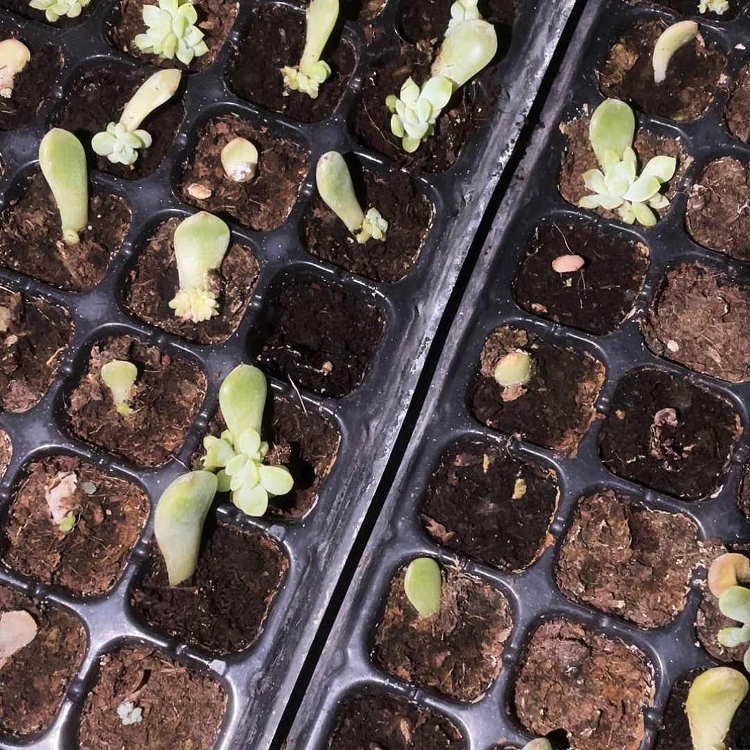 174 中苗穴一个满25包邮