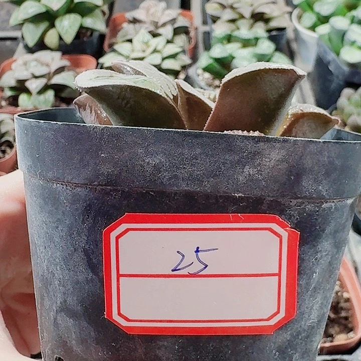 无花朵十二卷。 实生特选 福利