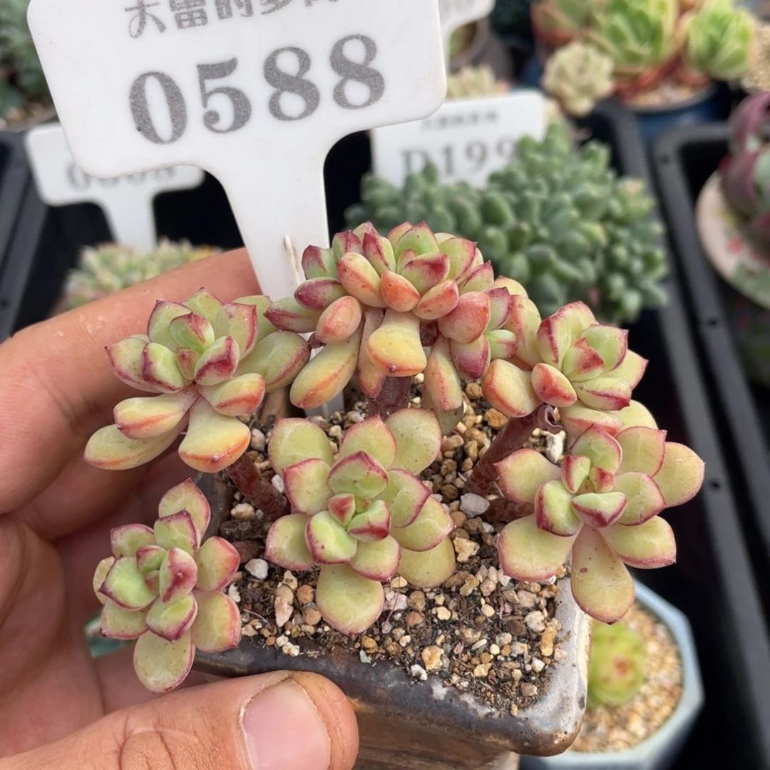 0588探戈不带盆8厘米