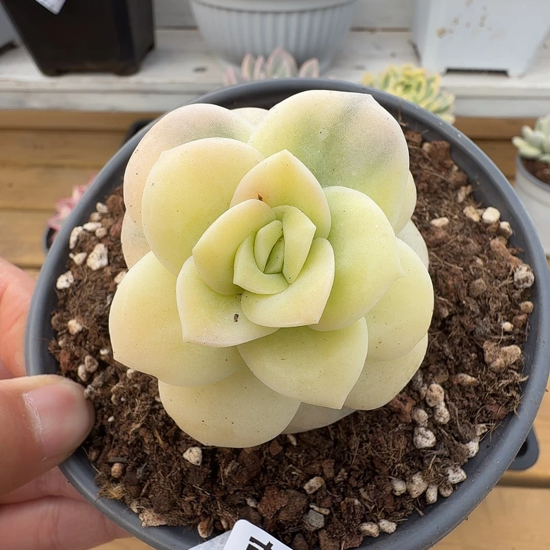 可爱玫瑰锦111213-106