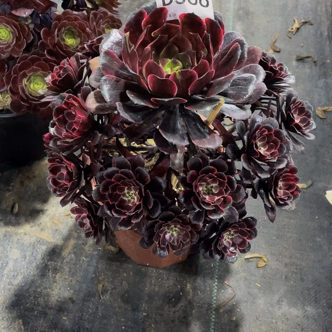 油墨画多肉    566