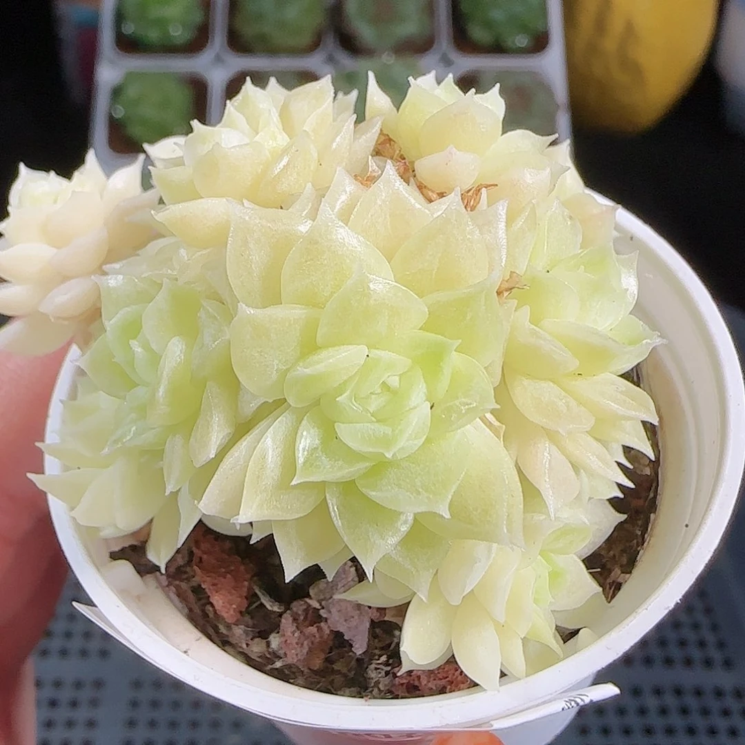 1006-6麦秆优选不包整