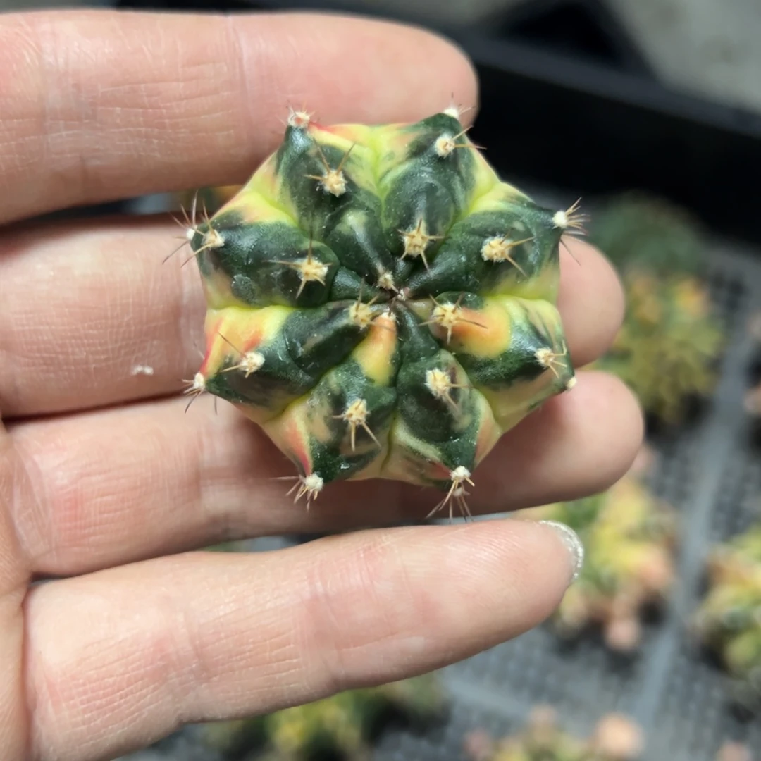 云端之上侧芽自根带盆土发货