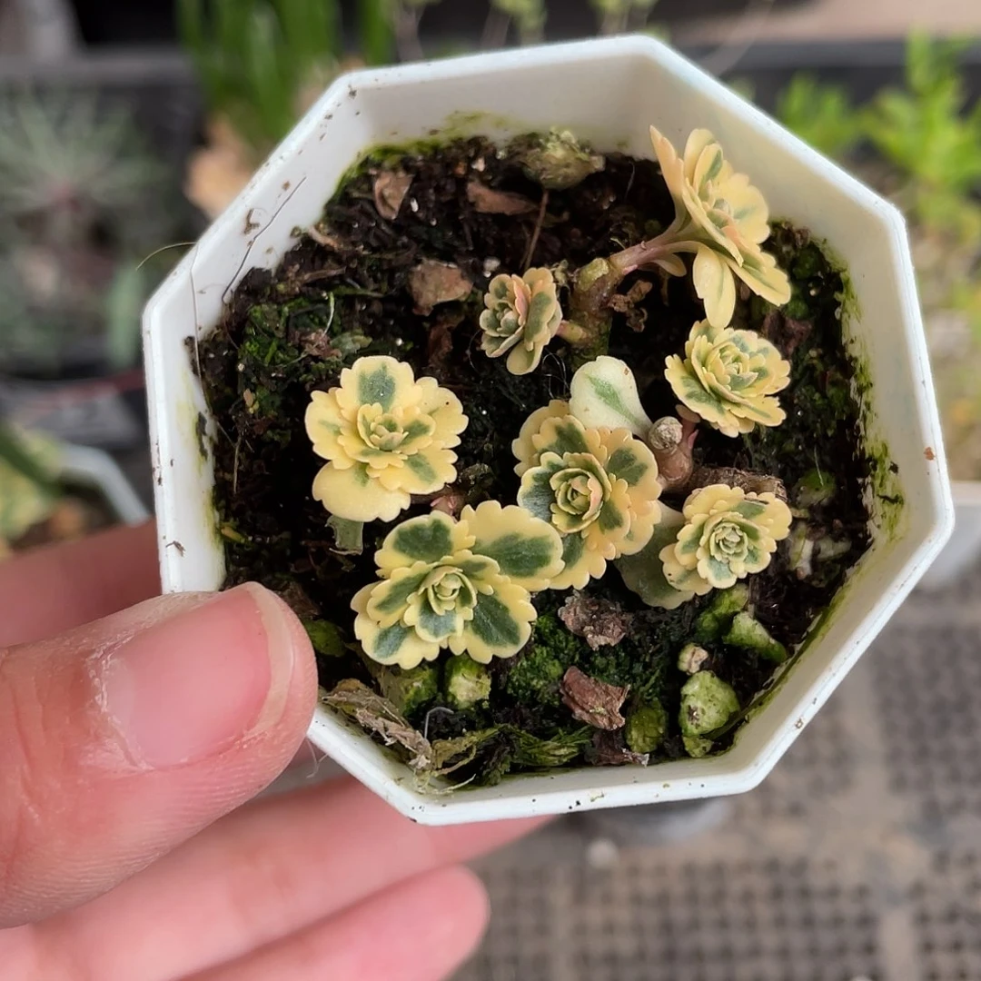 584亚特帝斯（满18元包邮）