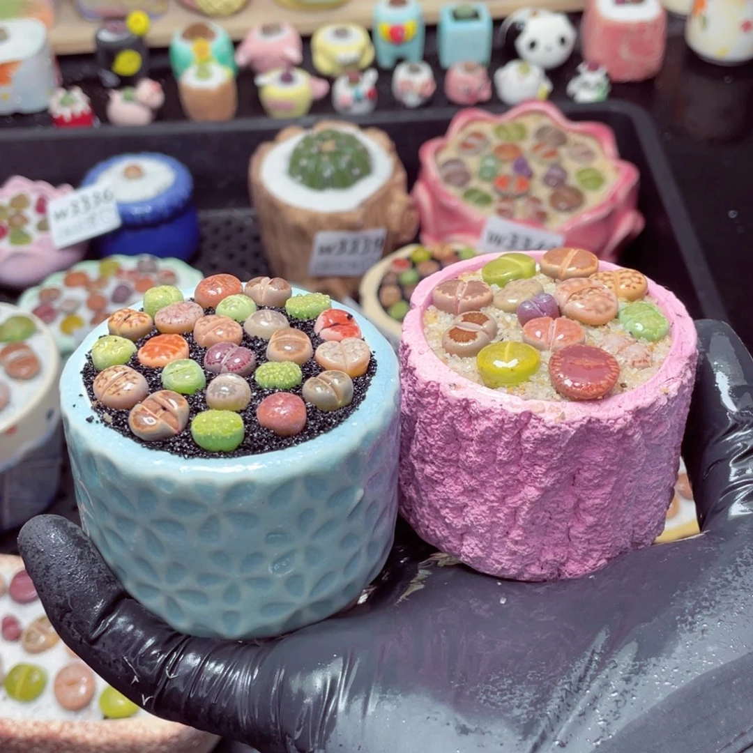 w3346--带盆土发货，零下地区拍保温箱