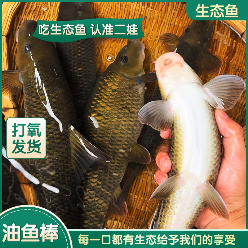 贵州生态活鱼油鱼棒猪嘴鱼水中人参现杀冰鲜冷链发货可发活体