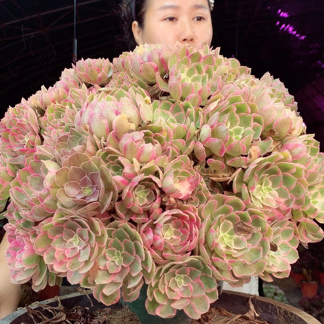 柒柒精品多肉脱土发货不包断侧枝331