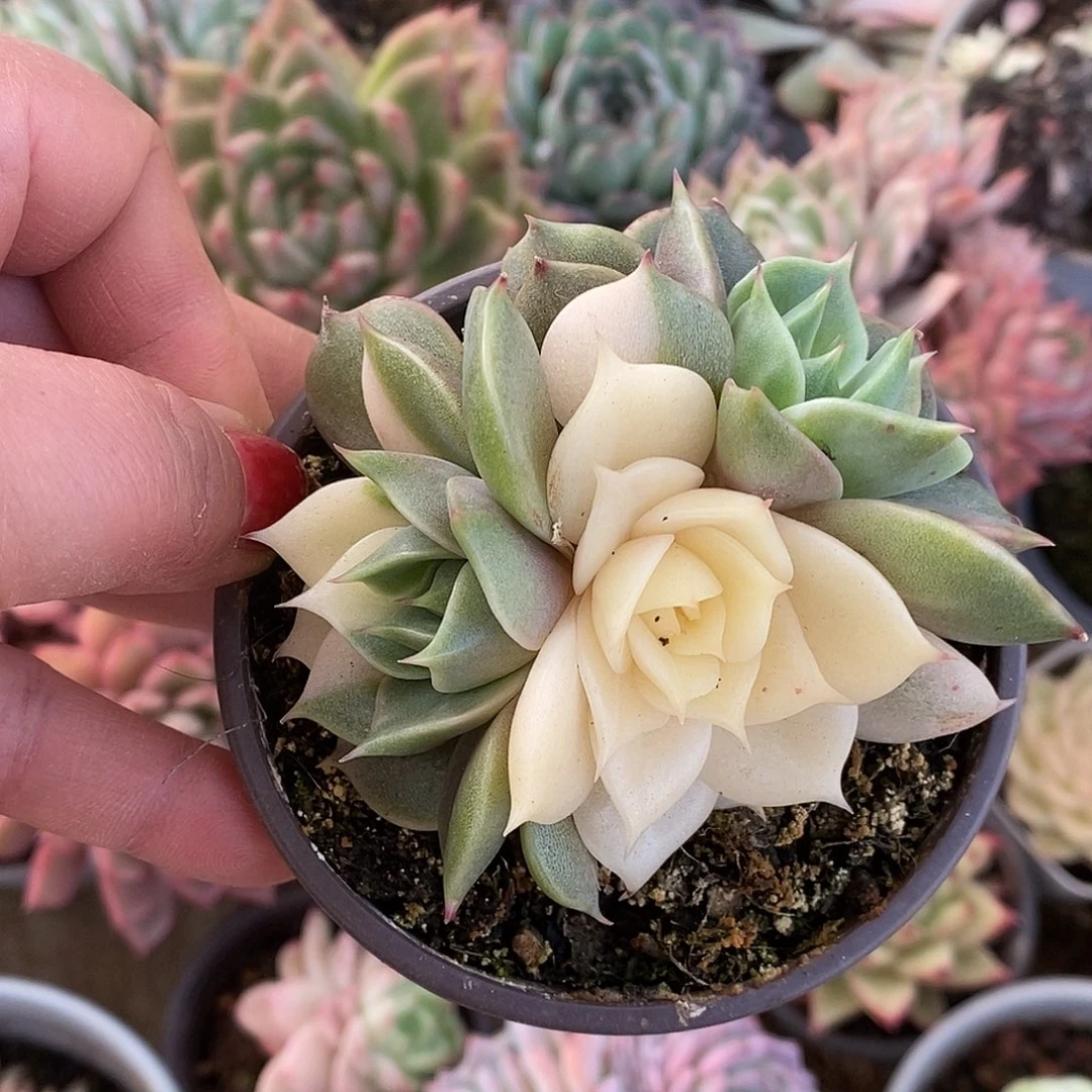 606三头湖哈哈哈哈哈哈