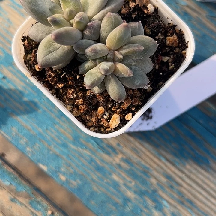 *****雪戴莉11111111111