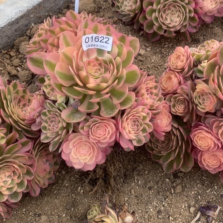 01622火龙果多肉植物