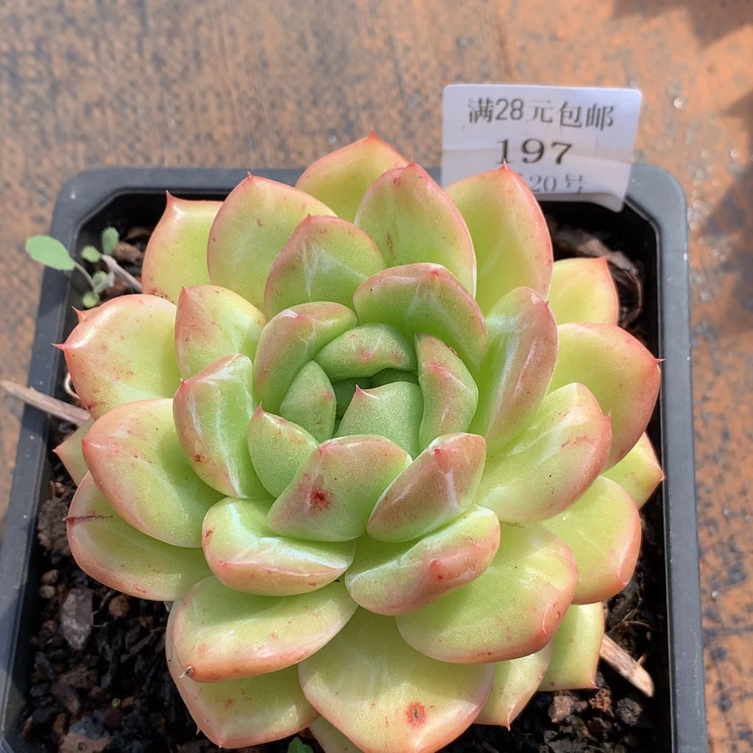 【闪购商品】云197号