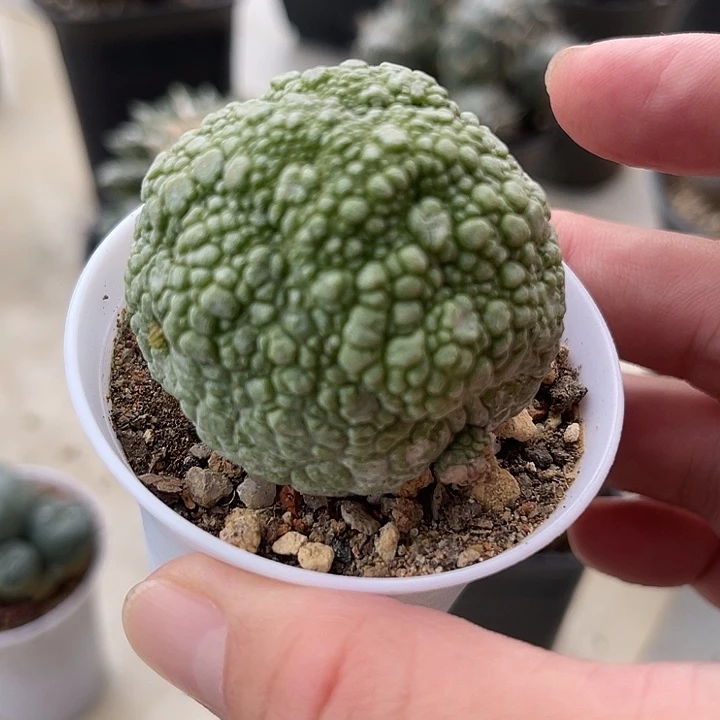 无花朵实生凝蹄玉