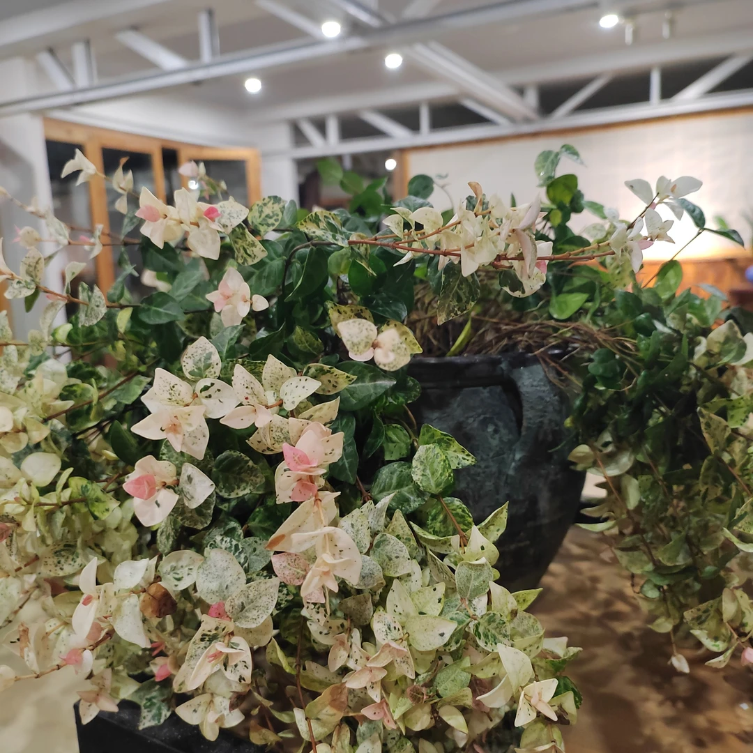 花叶络石多年生盆栽植物室外庭院好养叶子颜色多变耐寒（不带盆）