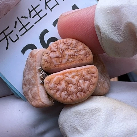 3634，309A拿铁特价脱土发货