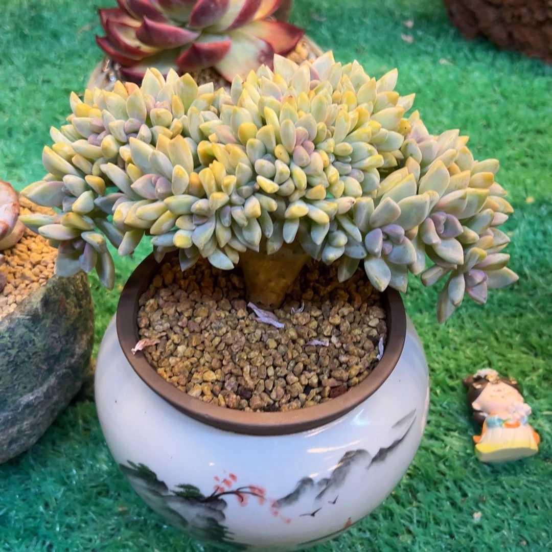 淡雪缀，，，，，，，，，，，，，，，，，，