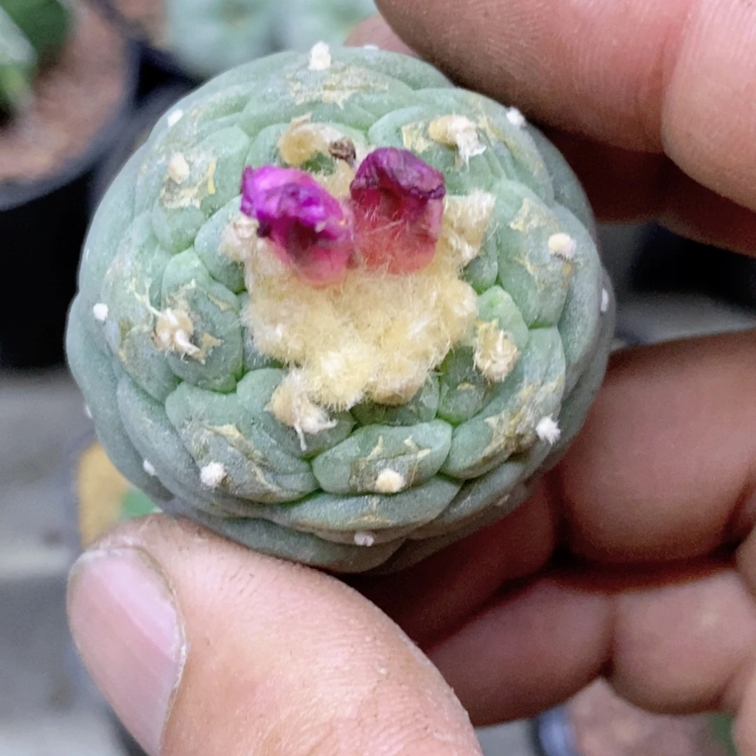 Y仙人球等多种游戏