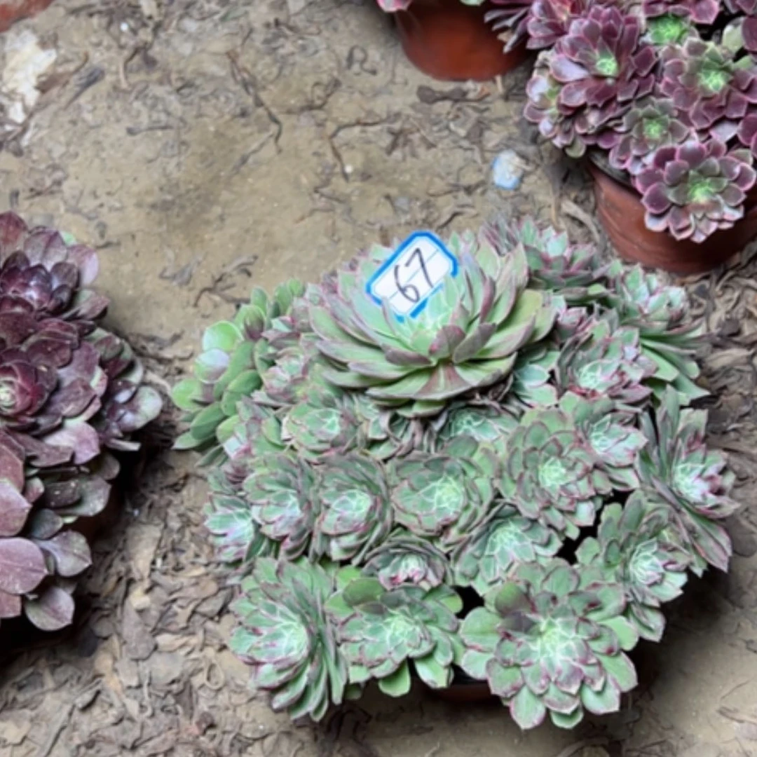 【闪购商品】莲花67