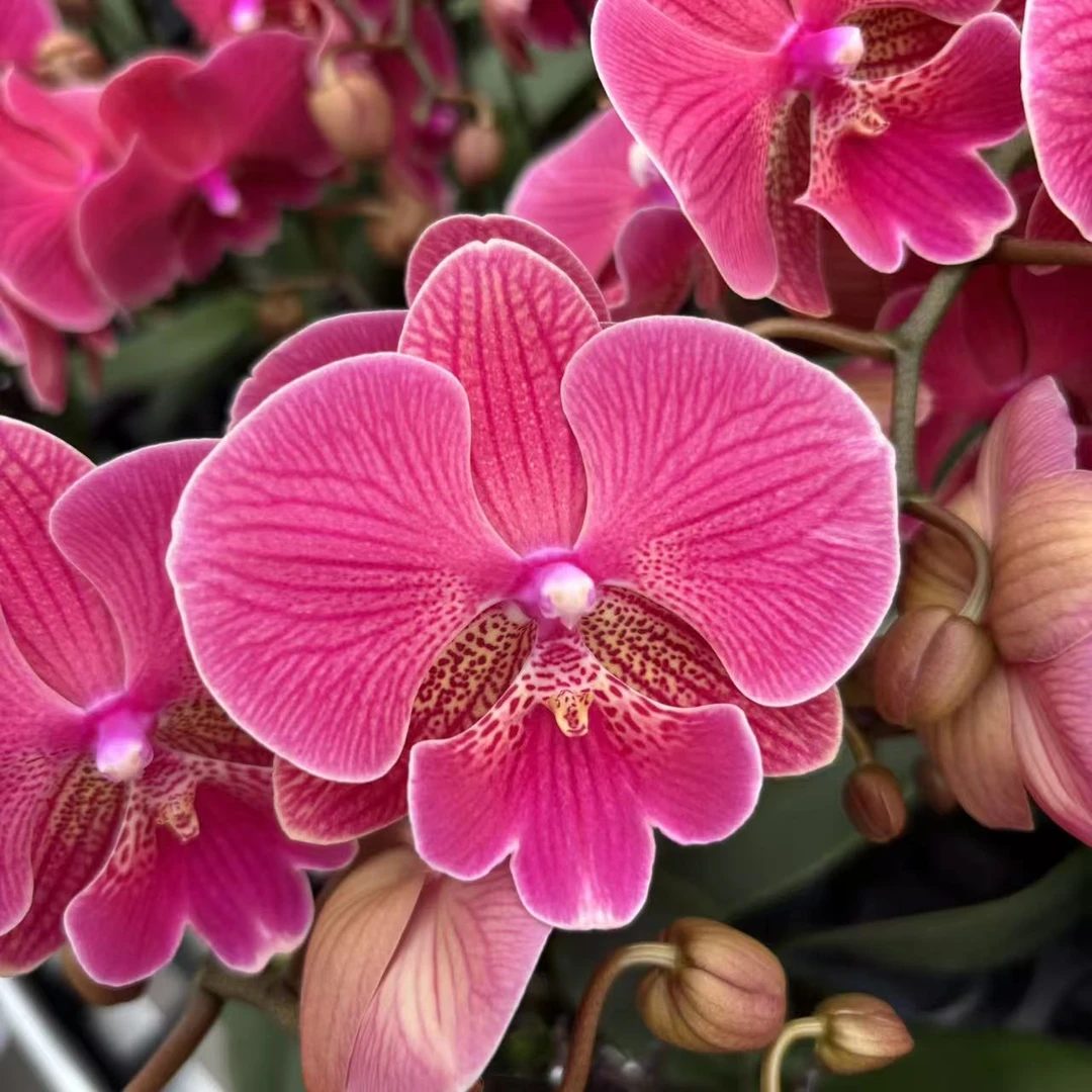 简香(花木兰)稀有蝴蝶兰精美艺术鲜花花卉