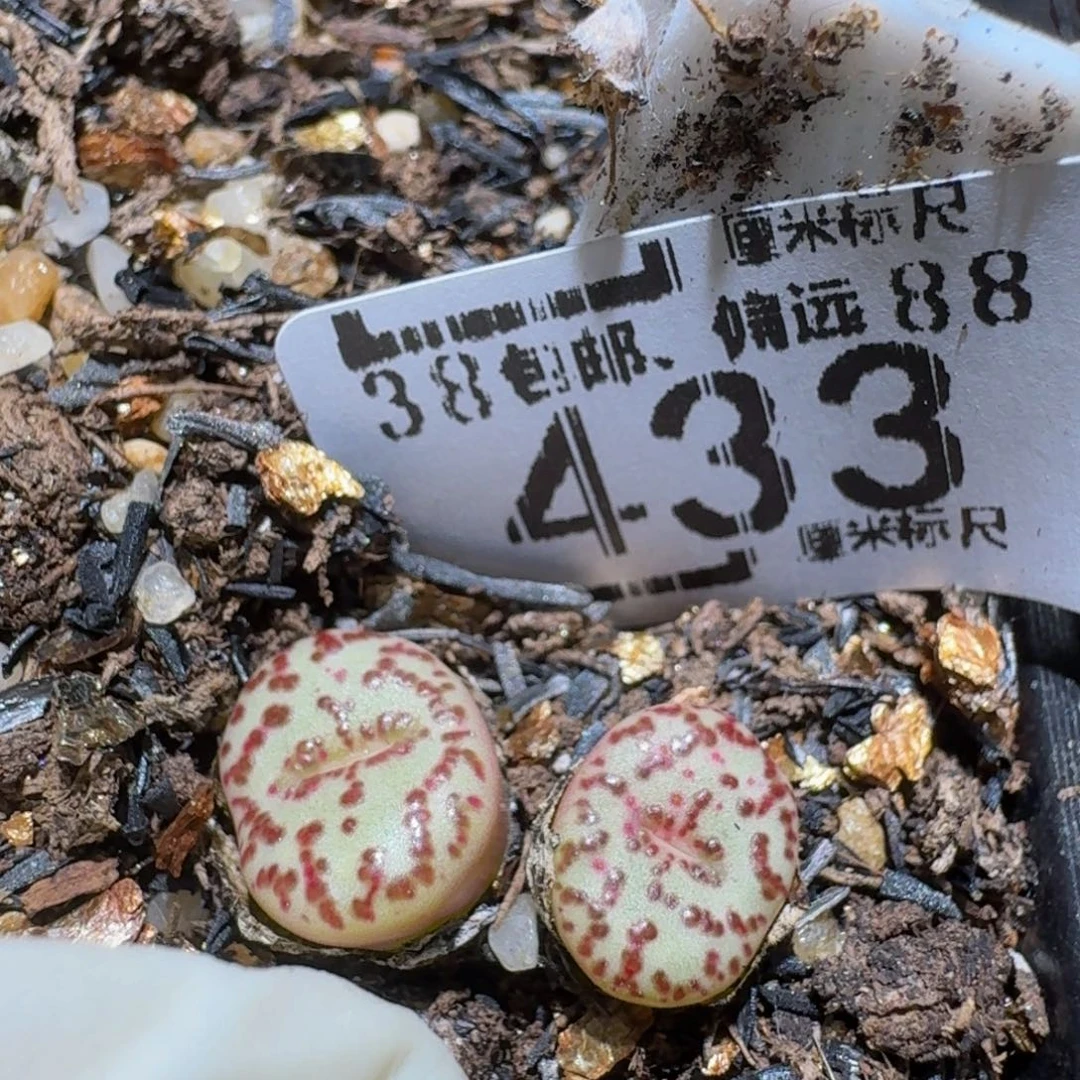 zzzzz生石花肉锥433