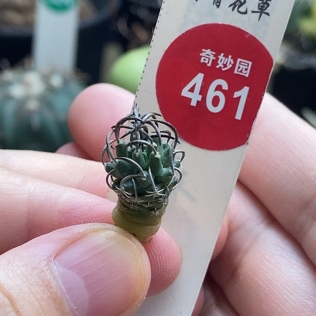 实生碳刺升龙丸娇丽一颗