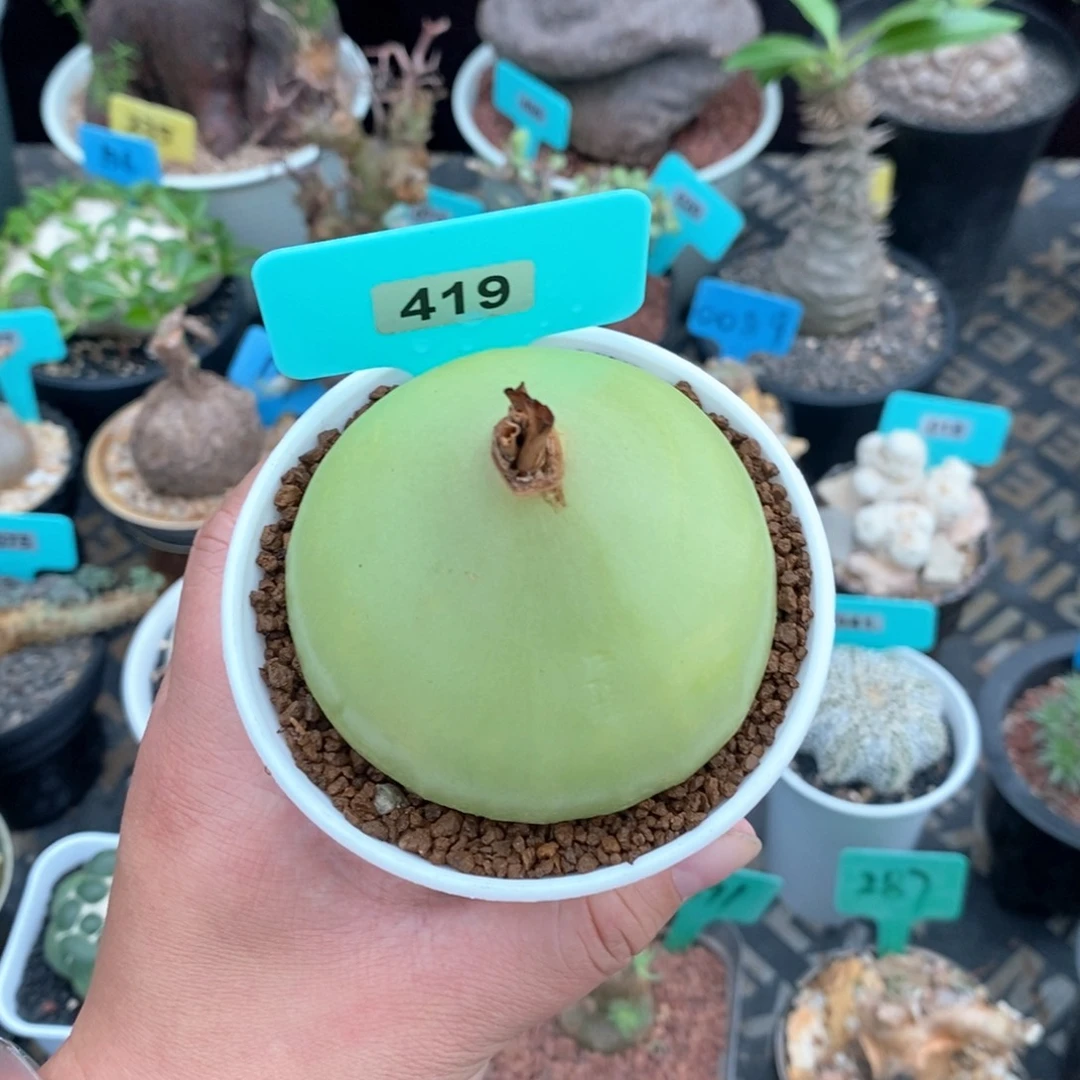 大仓角殿多肉植物