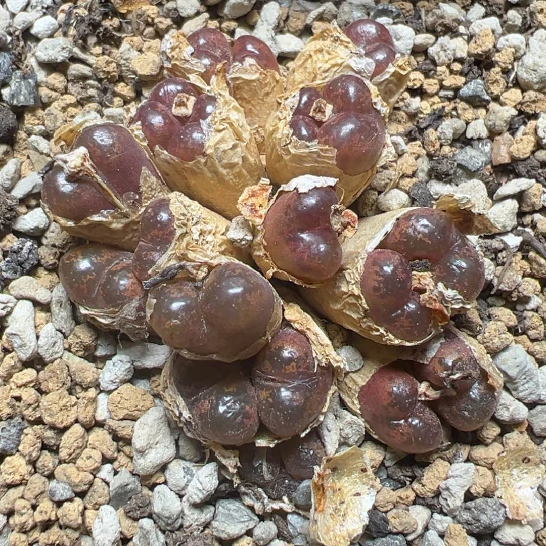 【闪购商品】 974。