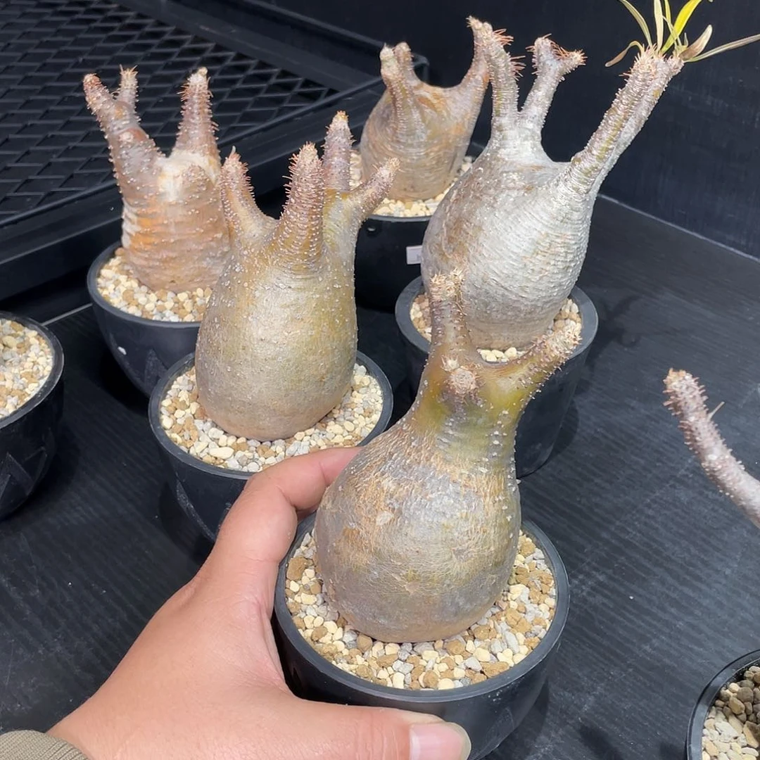 象牙宫带盆包邮哦