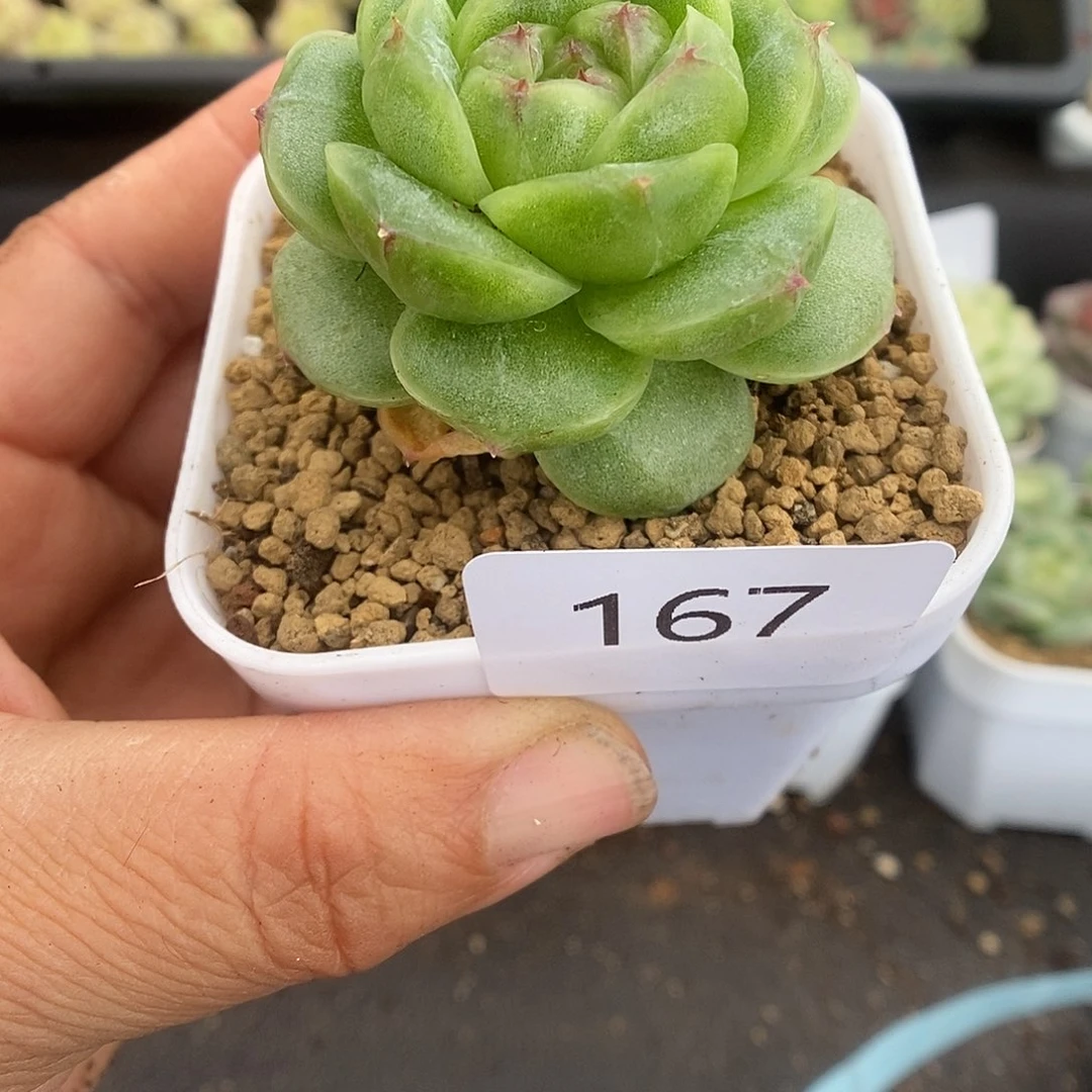 大***我一物一拍一物一拍925-167