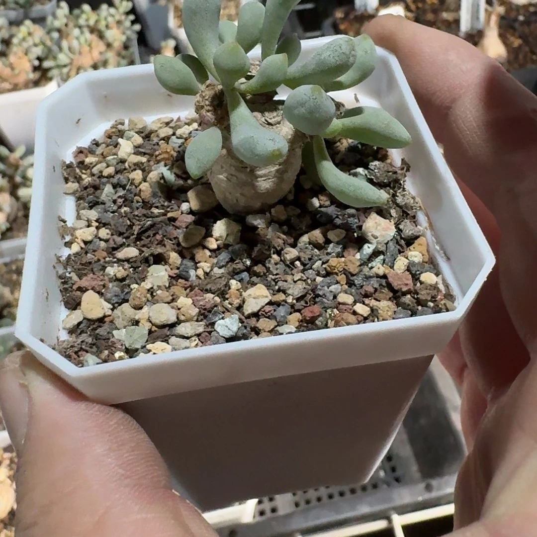卡拉菲厚敦菊一个带盆