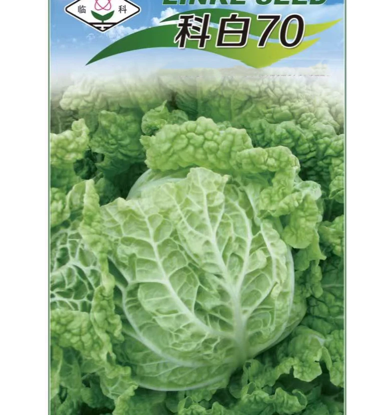 临科杂交科白70白菜种子结球紧抗病好蔬菜种子