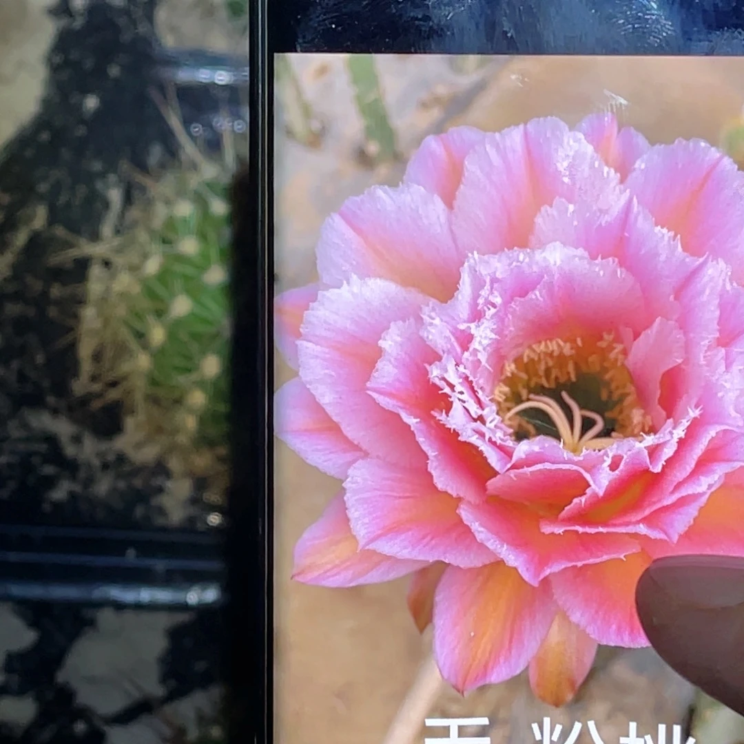 毛 粉桃 脱土脱盆摘花满20包邮