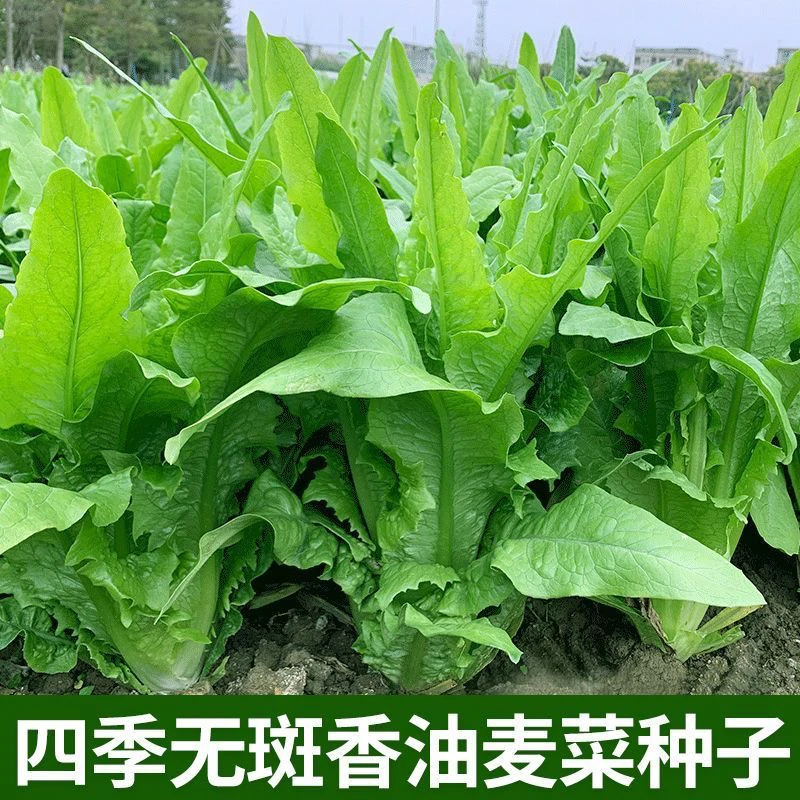 【全店5包包邮】四季无斑香油麦菜种子春秋青菜莜麦菜种籽农家菜园