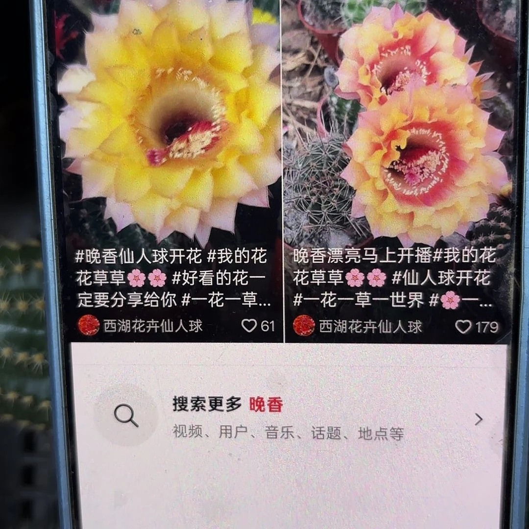 晚香无根侧牙高四公分13