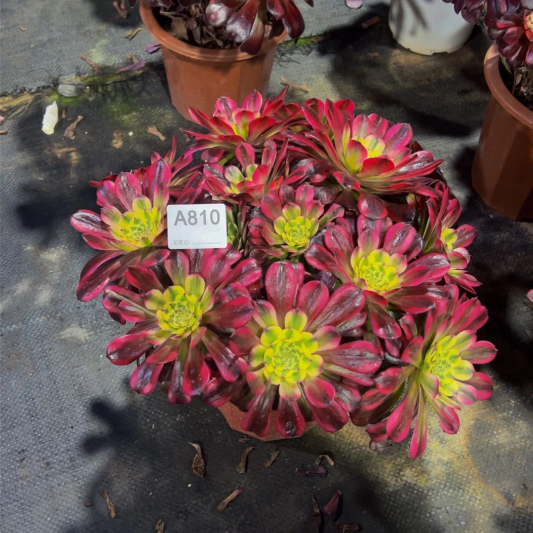 无天姬多肉植物810