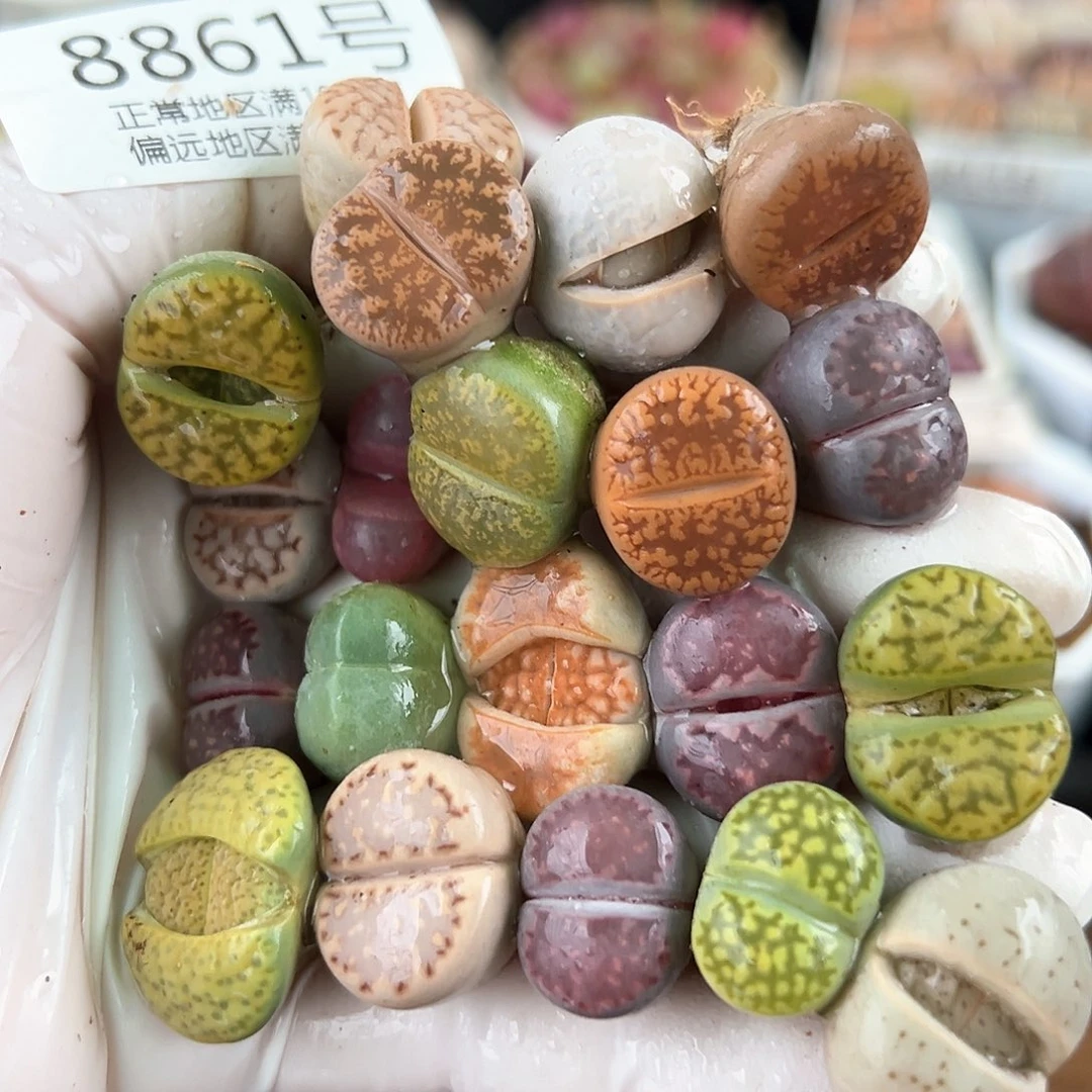 好养易活生石花大母本8861共20颗