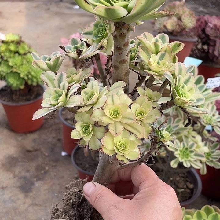 181白兰地多肉植物法师