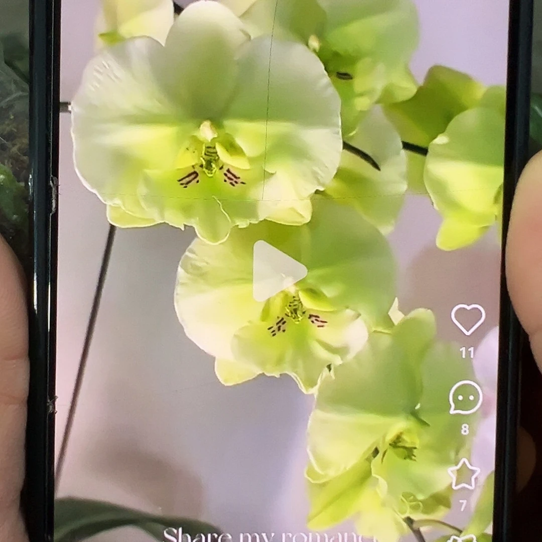 当前无花栽培后可以开花1.7小苗幻境凑单发货