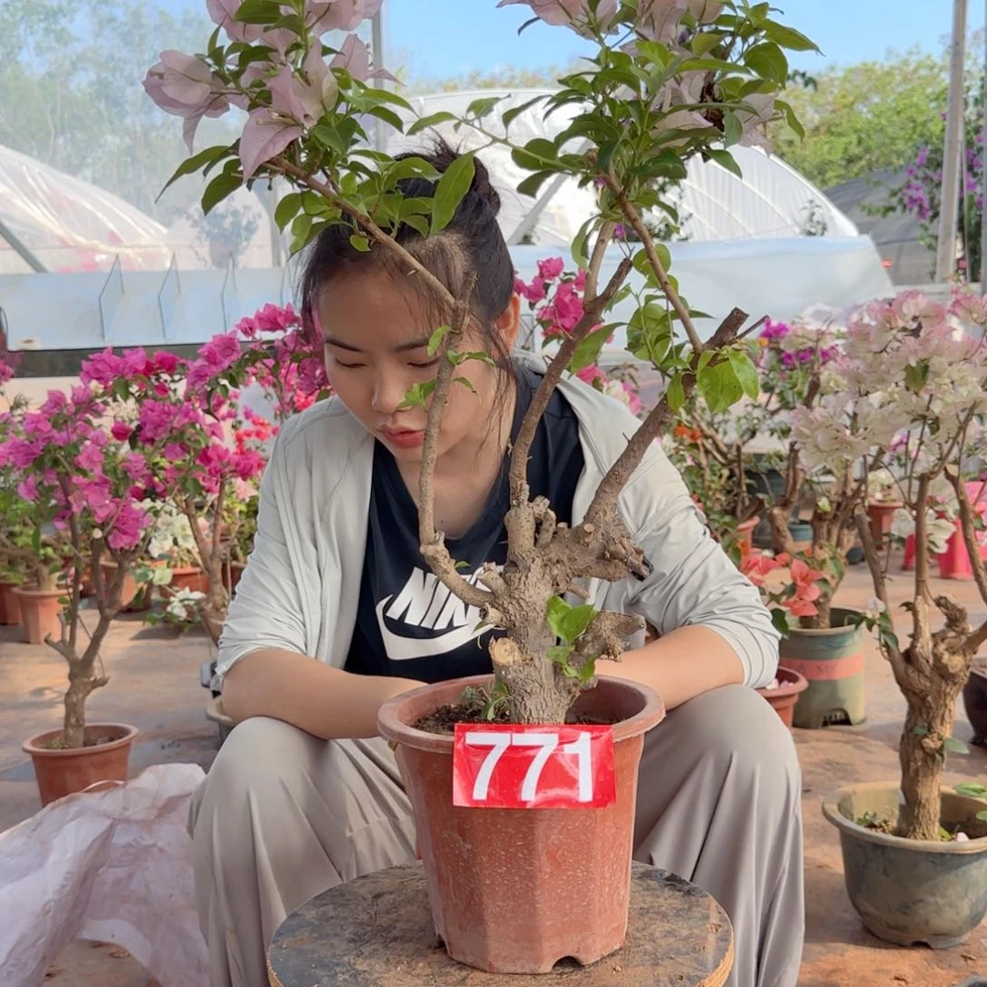 大部分花苞少量开放